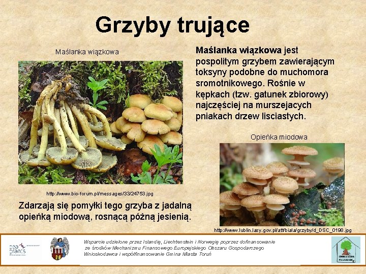 Grzyby trujące Maślanka wiązkowa jest pospolitym grzybem zawierającym toksyny podobne do muchomora sromotnikowego. Rośnie