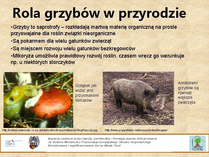 Rola grzybów w przyrodzie • Grzyby to saprotrofy – rozkładają martwą materię organiczną na