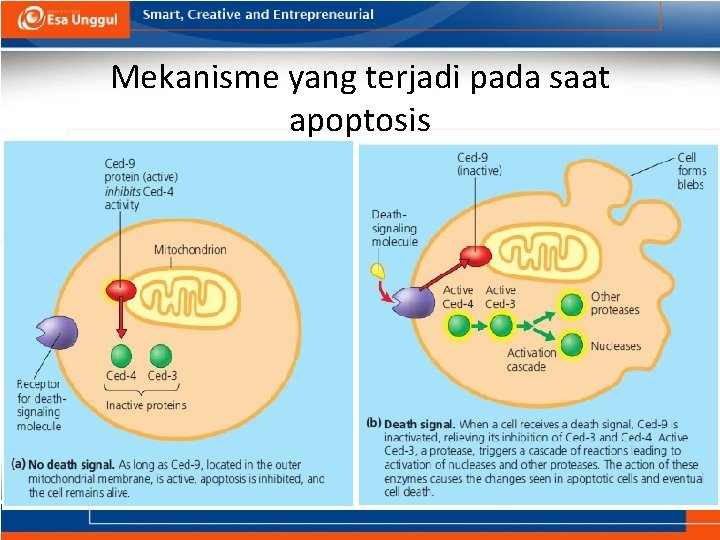 Mekanisme yang terjadi pada saat apoptosis 
