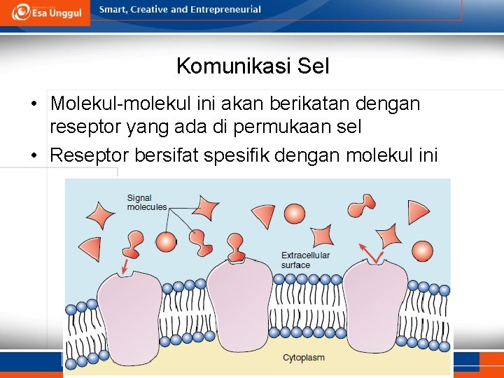 Komunikasi Sel • Molekul-molekul ini akan berikatan dengan reseptor yang ada di permukaan sel