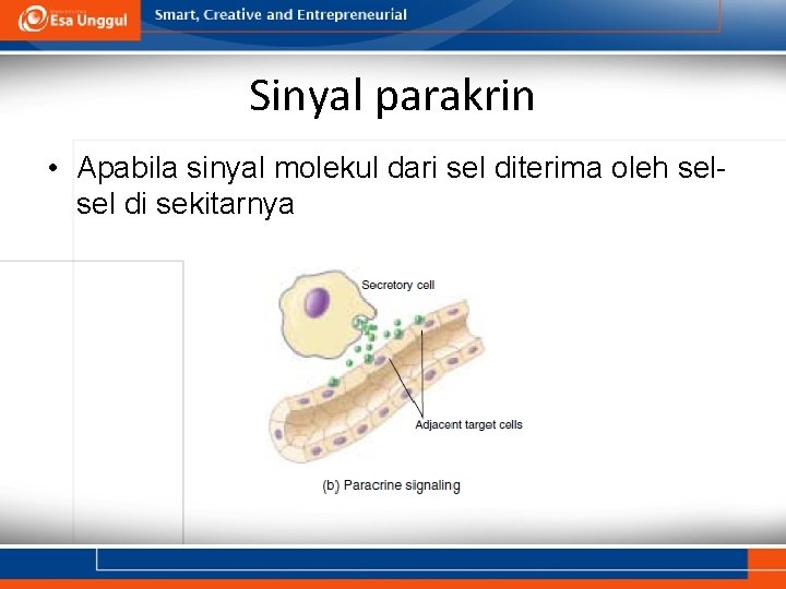 Sinyal parakrin • Apabila sinyal molekul dari sel diterima oleh selsel di sekitarnya 