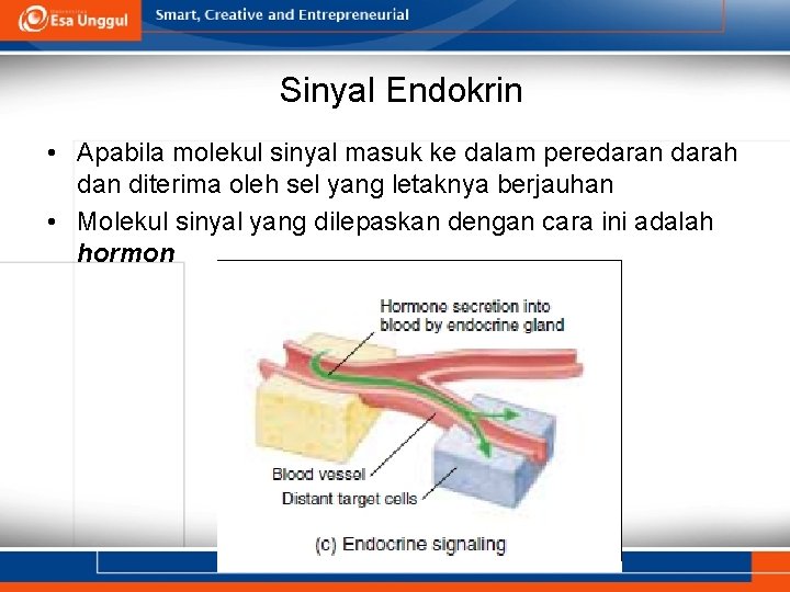 Sinyal Endokrin • Apabila molekul sinyal masuk ke dalam peredaran darah dan diterima oleh