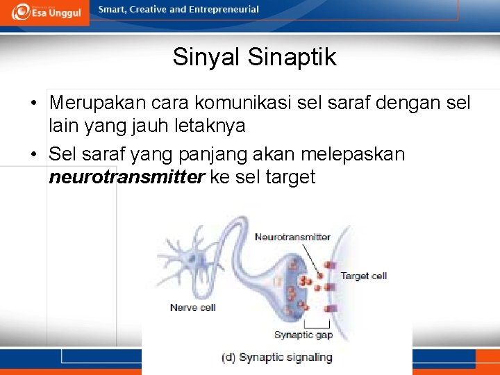 Sinyal Sinaptik • Merupakan cara komunikasi sel saraf dengan sel lain yang jauh letaknya