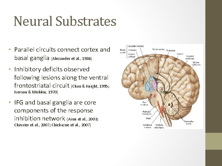 Neural Substrates • Parallel circuits connect cortex and basal ganglia (Alexander et al. ,