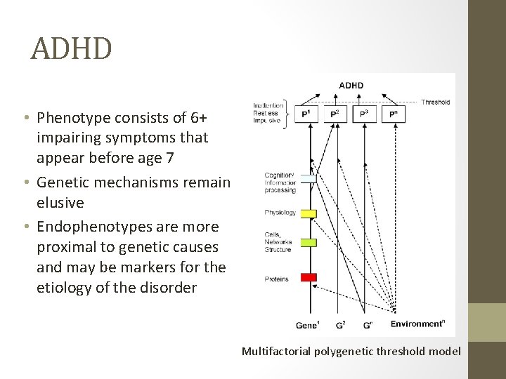 ADHD • Phenotype consists of 6+ impairing symptoms that appear before age 7 •