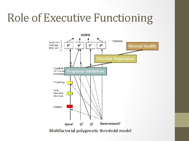 Role of Executive Functioning Mental Health Emotion Regulation Response Inhibition Multifactorial polygenetic threshold model