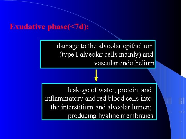 Exudative phase(<7 d): damage to the alveolar epithelium (type I alveolar cells mainly) and