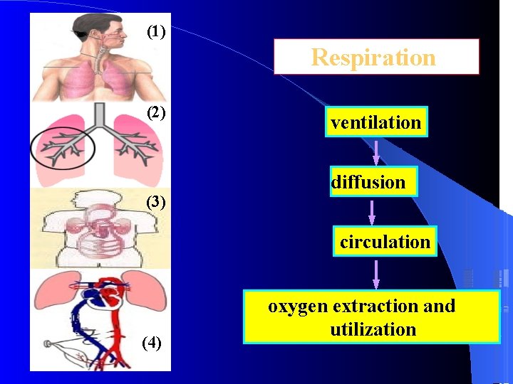 (1) Respiration (2) (3) ventilation diffusion circulation (4) oxygen extraction and utilization 