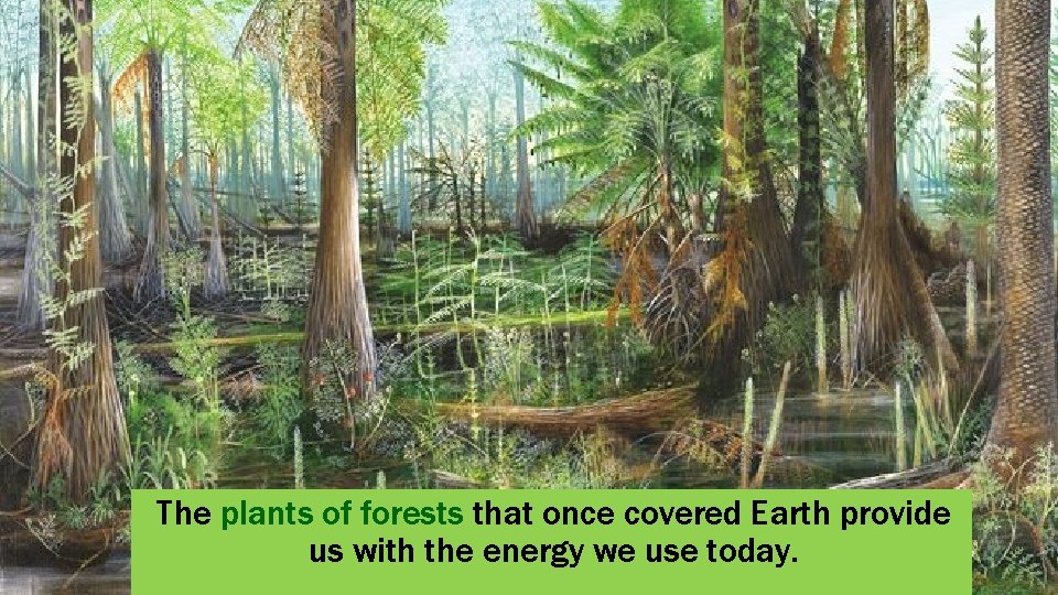 The plants of forests that once covered Earth provide us with the energy we