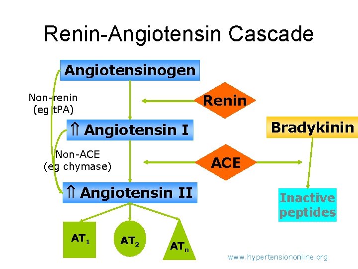 Renin-Angiotensin Cascade Angiotensinogen Non-renin (eg t. PA) Renin Bradykinin Angiotensin I Non-ACE (eg chymase)
