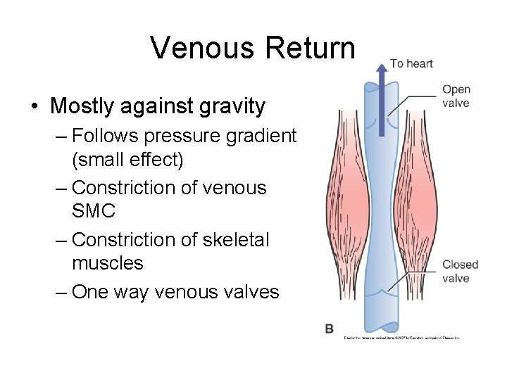 Venous Return • Mostly against gravity – Follows pressure gradient (small effect) – Constriction