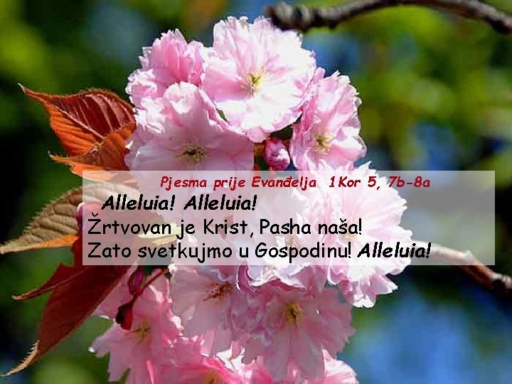 Pjesma prije Evanđelja 1 Kor 5, 7 b-8 a Alleluia! Žrtvovan je Krist, Pasha