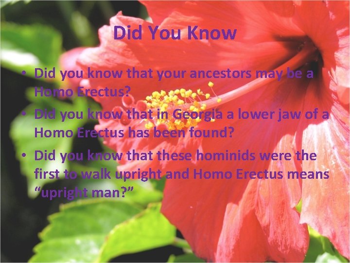 Did You Know • Did you know that your ancestors may be a Homo