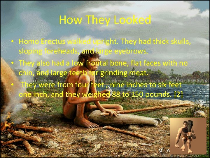 How They Looked • Homo Erectus walked upright. They had thick skulls, sloping foreheads,