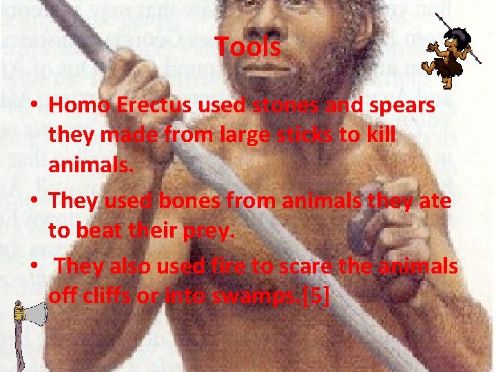 Tools • Homo Erectus used stones and spears they made from large sticks to