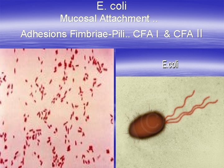 E. coli Mucosal Attachment. . Adhesions Fimbriae-Pili. . CFA I & CFA II 