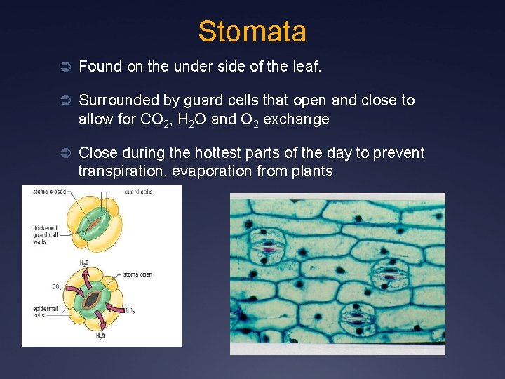 Stomata Ü Found on the under side of the leaf. Ü Surrounded by guard