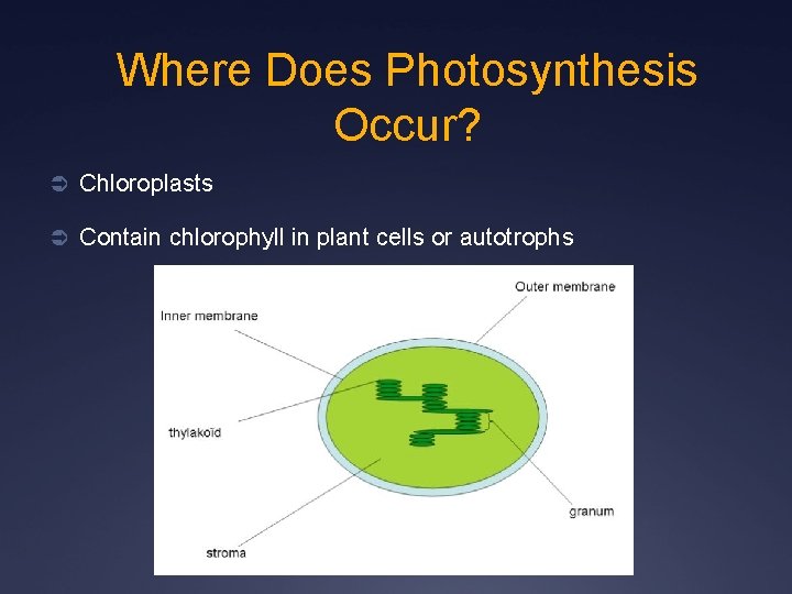 Where Does Photosynthesis Occur? Ü Chloroplasts Ü Contain chlorophyll in plant cells or autotrophs