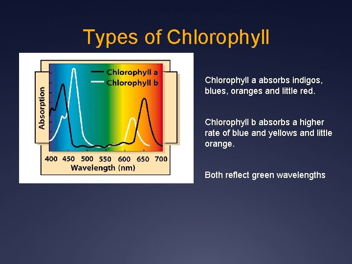 Types of Chlorophyll a absorbs indigos, blues, oranges and little red. Chlorophyll b absorbs