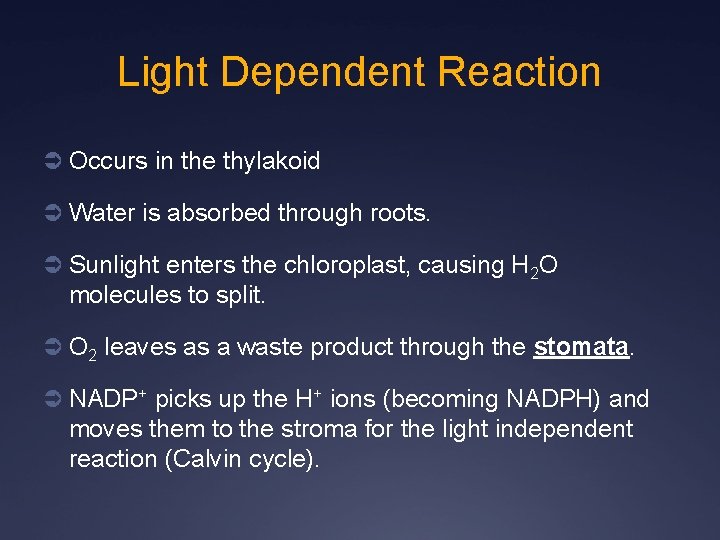 Light Dependent Reaction Ü Occurs in the thylakoid Ü Water is absorbed through roots.