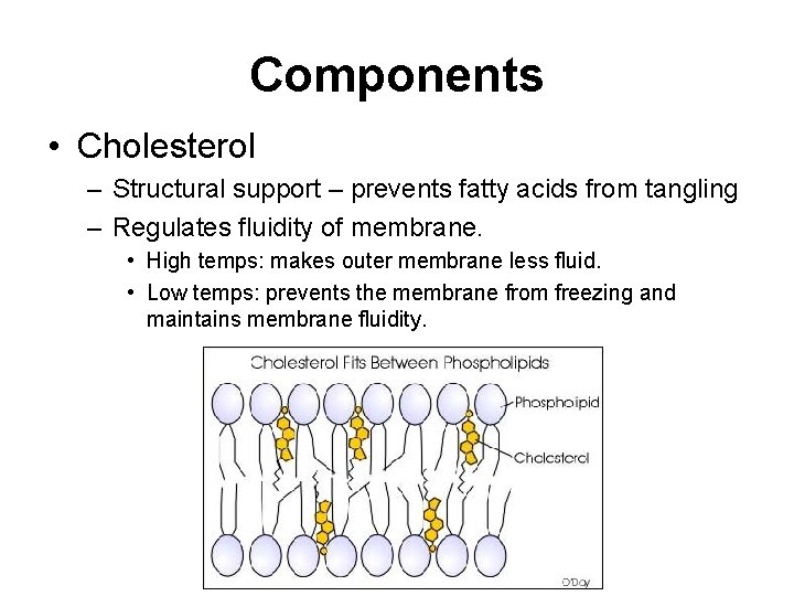 Components • Cholesterol – Structural support – prevents fatty acids from tangling – Regulates