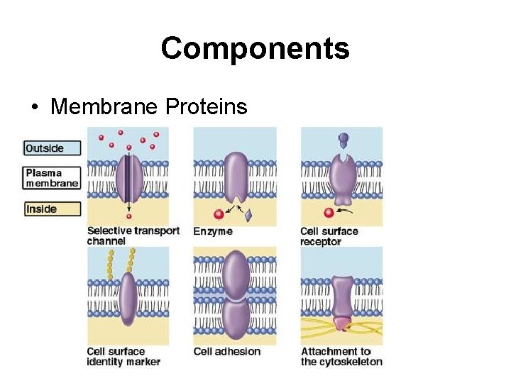 Components • Membrane Proteins 