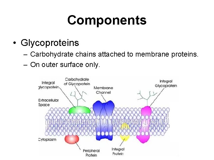 Components • Glycoproteins – Carbohydrate chains attached to membrane proteins. – On outer surface