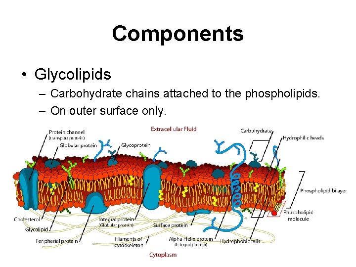 Components • Glycolipids – Carbohydrate chains attached to the phospholipids. – On outer surface