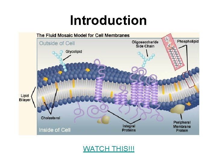 Introduction WATCH THIS!!! 