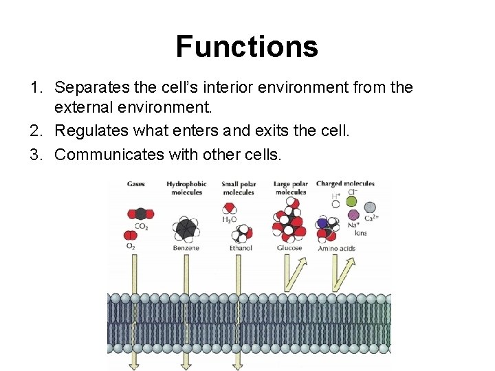 Functions 1. Separates the cell’s interior environment from the external environment. 2. Regulates what