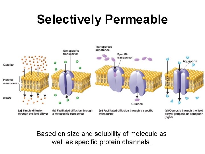 Selectively Permeable Based on size and solubility of molecule as well as specific protein