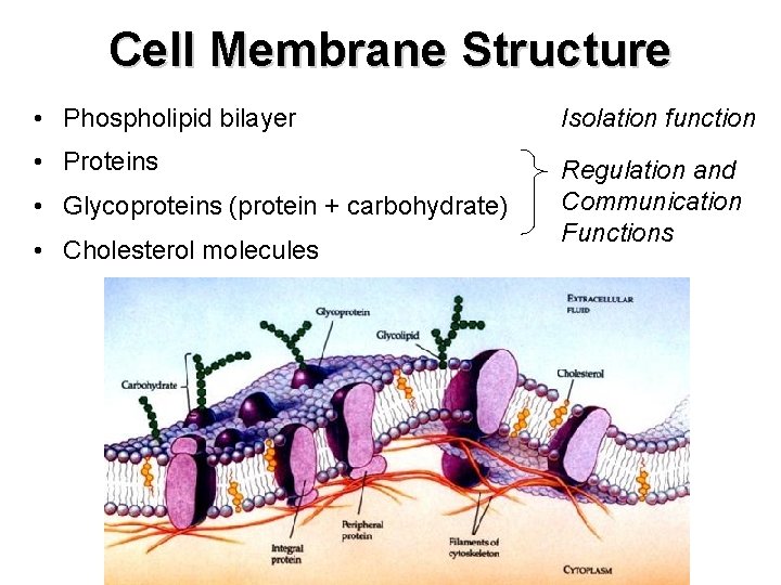 Cell Membrane Structure • Phospholipid bilayer Isolation function • Proteins Regulation and Communication Functions