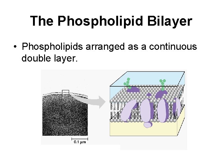 The Phospholipid Bilayer • Phospholipids arranged as a continuous double layer. 