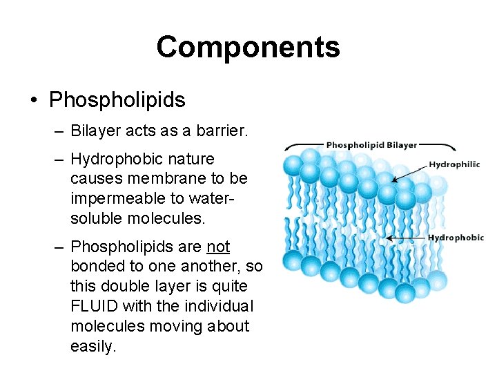 Components • Phospholipids – Bilayer acts as a barrier. – Hydrophobic nature causes membrane
