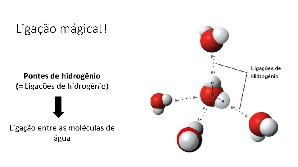 Ligação mágica!! Pontes de hidrogênio (= Ligações de hidrogênio) Ligação entre as moléculas de