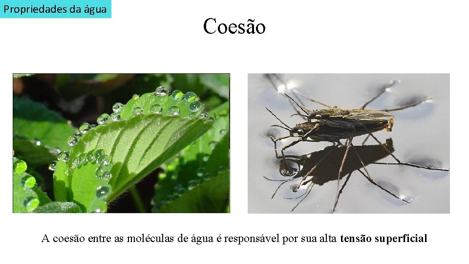 Propriedades da água Coesão A coesão entre as moléculas de água é responsável por