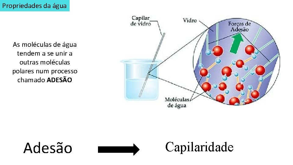 Propriedades da água As moléculas de água tendem a se unir a outras moléculas