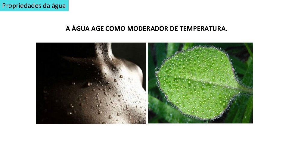 Propriedades da água A ÁGUA AGE COMO MODERADOR DE TEMPERATURA. 