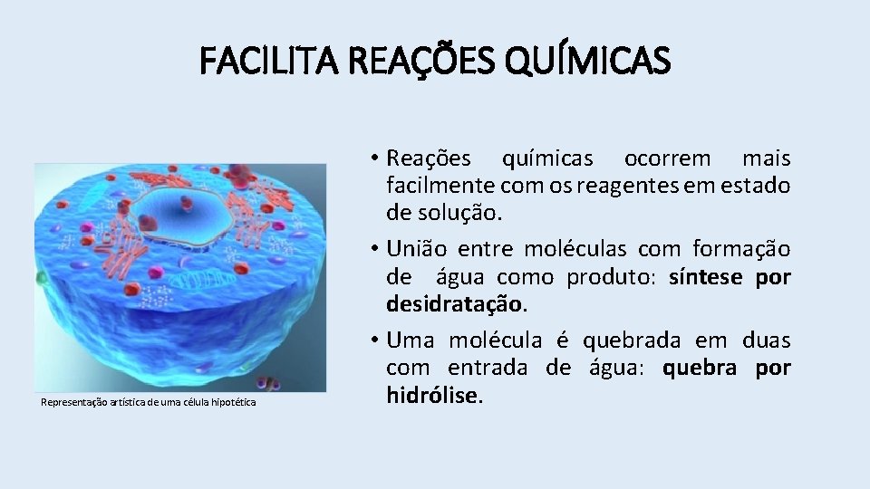FACILITA REAÇÕES QUÍMICAS Representação artística de uma célula hipotética • Reações químicas ocorrem mais