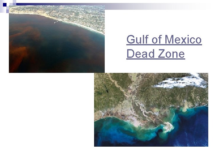 Gulf of Mexico Dead Zone 