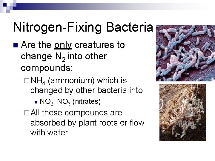 Nitrogen-Fixing Bacteria n Are the only creatures to change N 2 into other compounds: