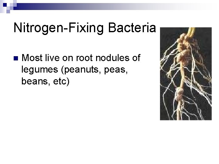 Nitrogen-Fixing Bacteria n Most live on root nodules of legumes (peanuts, peas, beans, etc)
