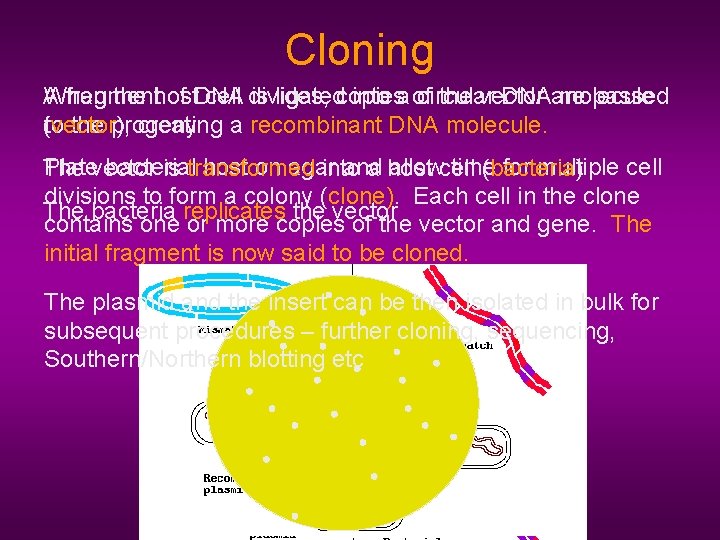 Cloning A When fragment the host of DNA cell divides, is ligatedcopies into a