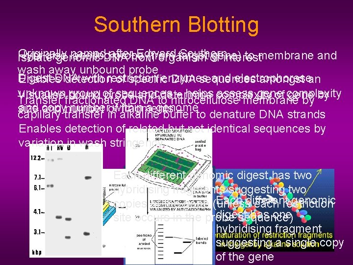 Southern Blotting Originally named. DNA after Edward Southern Hybridise labelled probe (from target gene)