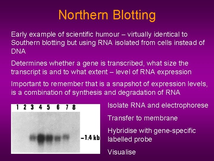 Northern Blotting Early example of scientific humour – virtually identical to Southern blotting but