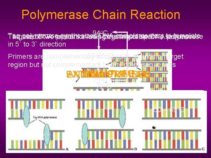 Polymerase Chain Reaction o. C 94 Taq polymerase synthesizes DNA complementary to template Targeted