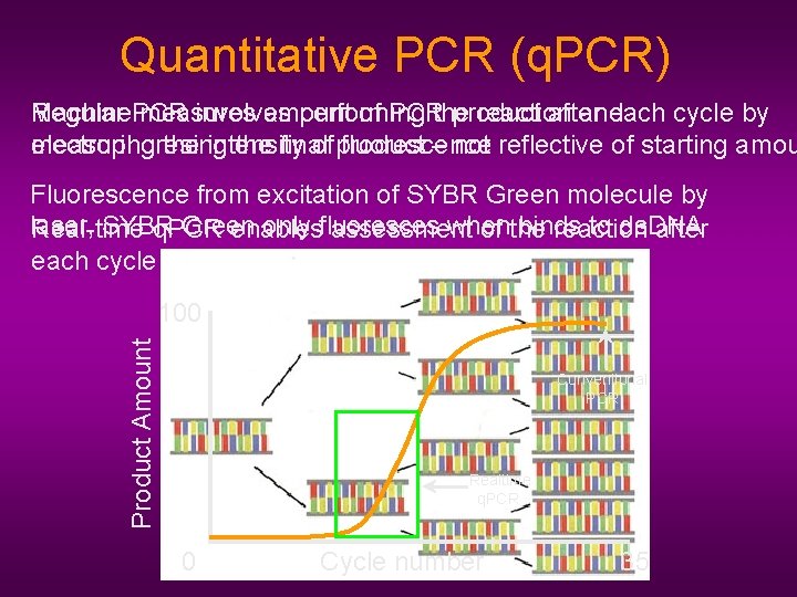 Quantitative PCR (q. PCR) Machine. PCR Regular measures involves amount performing of PCRthe product
