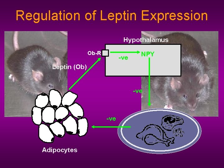 Regulation of Leptin Expression Hypothalamus Ob-R -ve NPY Leptin (Ob) -ve Adipocytes 