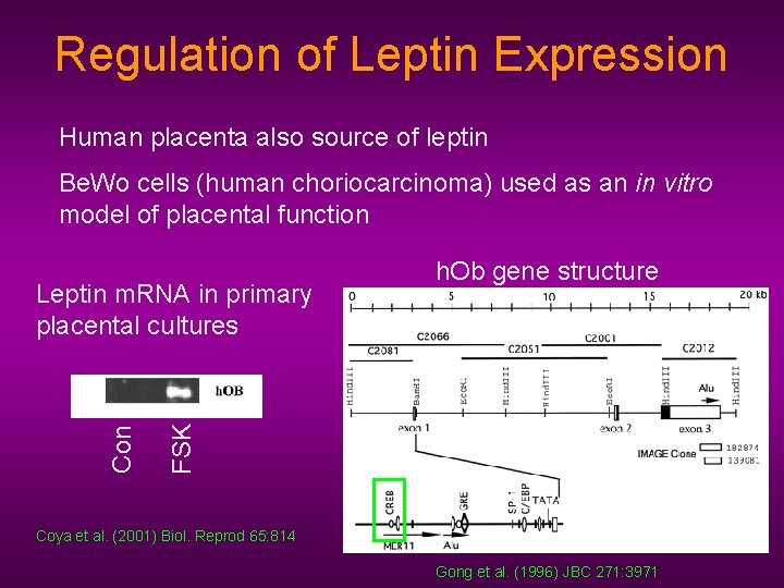 Regulation of Leptin Expression Human placenta also source of leptin Be. Wo cells (human