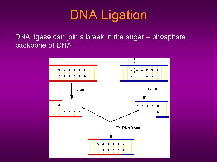DNA Ligation DNA ligase can join a break in the sugar – phosphate backbone